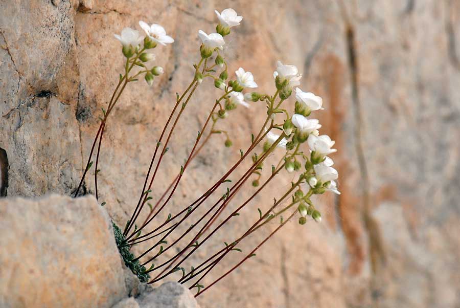 Saxifraga caesia